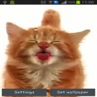 Además de los fondos de pantalla animados para Android Animales salvajes , descarga la apk gratis de los salvapantallas Gato lame la pantalla.