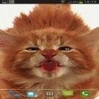 Además de los fondos de pantalla animados para Android Fresa , descarga la apk gratis de los salvapantallas Gato lame la pantalla.