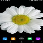 Descarga Manzanilla para Android, así como otros fondos gratis de pantalla en movimiento para Huawei P8 Lite.