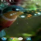 Además de los fondos de pantalla animados para Android Pájaros , descarga la apk gratis de los salvapantallas Colibrí.
