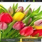 Además de los fondos de pantalla animados para Android Cerveza , descarga la apk gratis de los salvapantallas Coloridos tulipanes.