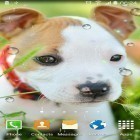 Además de los fondos de pantalla animados para Android Bayas silvestres, descarga la apk gratis de los salvapantallas Animales lindos.