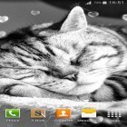 Además de los fondos de pantalla animados para Android Coches , descarga la apk gratis de los salvapantallas Gatos lindos.
