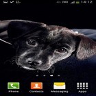 Descarga Perros lindos  para Android, así como otros fondos gratis de pantalla en movimiento para Samsung Monte S5620.