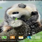 Además de los fondos de pantalla animados para Android Sinbawa a la playa, descarga la apk gratis de los salvapantallas Panda simpática .