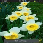Además de los fondos de pantalla animados para Android Allahu Akbar, descarga la apk gratis de los salvapantallas Narcisos.