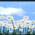 Además de los fondos de pantalla animados para Android Relojes de flores , descarga la apk gratis de los salvapantallas Margaritas  .