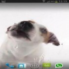 Además de los fondos de pantalla animados para Android Jardín céltico, descarga la apk gratis de los salvapantallas Perro lamiendo la pantalla.