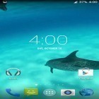 Además de los fondos de pantalla animados para Android Acuario Oceánico 3D:  Isla de tortugas, descarga la apk gratis de los salvapantallas Delfines HD.