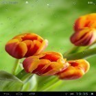 Además de los fondos de pantalla animados para Android Tormenta  , descarga la apk gratis de los salvapantallas Gotas en los tulipanes.