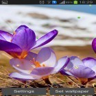 Además de los fondos de pantalla animados para Android Puertas de salto, descarga la apk gratis de los salvapantallas Primavera temprana: Naturaleza .