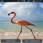 Además de los fondos de pantalla animados para Android Gatos de nieve, descarga la apk gratis de los salvapantallas Flamingo.