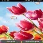 Además de los fondos de pantalla animados para Android Loto floreciente , descarga la apk gratis de los salvapantallas Flores 2015.