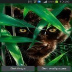 Además de los fondos de pantalla animados para Android Puertas del tiempo, descarga la apk gratis de los salvapantallas Pantera del bosque .