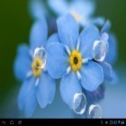 Además de los fondos de pantalla animados para Android Mi fondo de pantalla de mis flores favoritas , descarga la apk gratis de los salvapantallas No me olvides.