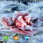 Además de los fondos de pantalla animados para Android Peces de colores , descarga la apk gratis de los salvapantallas Flores de invierno .