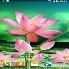 Además de los fondos de pantalla animados para Android Agua resplandeciente, descarga la apk gratis de los salvapantallas Flores de loto.