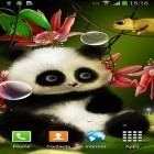 Además de los fondos de pantalla animados para Android Margaritas y mariquitas, descarga la apk gratis de los salvapantallas Panda .