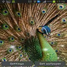 Además de los fondos de pantalla animados para Android Islas hermosos de descanso , descarga la apk gratis de los salvapantallas Pluma de pavo real.