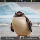 Además de los fondos de pantalla animados para Android Bayas silvestres, descarga la apk gratis de los salvapantallas Pingüino.