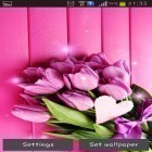 Además de los fondos de pantalla animados para Android Poder solar, descarga la apk gratis de los salvapantallas Tulipanes rosados.