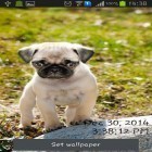 Además de los fondos de pantalla animados para Android Pececito divertido , descarga la apk gratis de los salvapantallas Pugs juguetones.