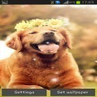 Además de los fondos de pantalla animados para Android Flores , descarga la apk gratis de los salvapantallas Cachorro.