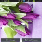 Además de los fondos de pantalla animados para Android Chimenea romántica , descarga la apk gratis de los salvapantallas Tulipanes morados.