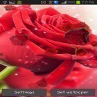 Además de los fondos de pantalla animados para Android Galaxias lejanas HD deluxe, descarga la apk gratis de los salvapantallas Rosa roja .