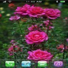 Además de los fondos de pantalla animados para Android Mi fondo de pantalla de mis flores favoritas , descarga la apk gratis de los salvapantallas Rosas: Jardín del paraíso.