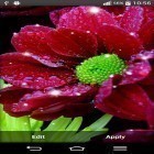 Además de los fondos de pantalla animados para Android , descarga la apk gratis de los salvapantallas Flores brillantes .