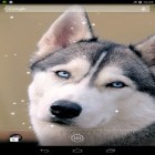 Además de los fondos de pantalla animados para Android Reflejo de la luz , descarga la apk gratis de los salvapantallas Husky siberiano.