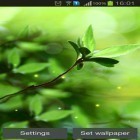 Además de los fondos de pantalla animados para Android Jardín de peonías , descarga la apk gratis de los salvapantallas Brotes de primavera.