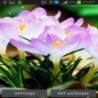Además de los fondos de pantalla animados para Android Americano nativo 3D , descarga la apk gratis de los salvapantallas Flores de la primavera: Lluvia.