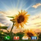 Además de los fondos de pantalla animados para Android , descarga la apk gratis de los salvapantallas Girasoles en la puesta del sol.