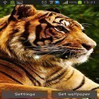 Además de los fondos de pantalla animados para Android Bloques, descarga la apk gratis de los salvapantallas Tigres .