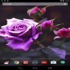 Además de los fondos de pantalla animados para Android , descarga la apk gratis de los salvapantallas Flor violeta .