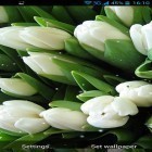 Además de los fondos de pantalla animados para Android , descarga la apk gratis de los salvapantallas Flores blancas.
