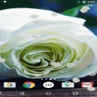 Además de los fondos de pantalla animados para Android Amapolas de campo, descarga la apk gratis de los salvapantallas Rosa blanca .