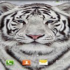 Además de los fondos de pantalla animados para Android Shiva, descarga la apk gratis de los salvapantallas Tigre blanco.